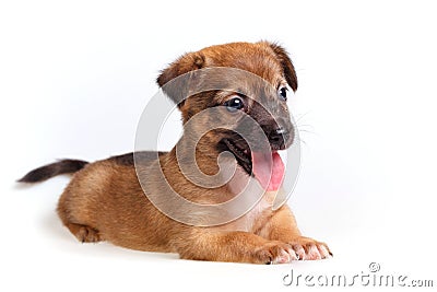 Cute puppy sticking out his tongue Stock Photo