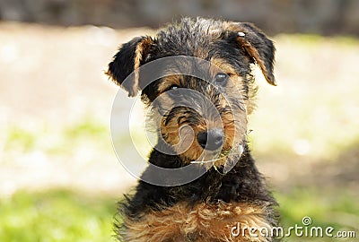 Cute puppy tilting head to side innocent expression Stock Photo