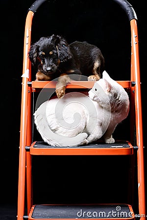 Cute puppy with white cat on a folding ladder Stock Photo