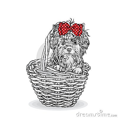 Cute puppy in a wicker basket. Yorkshire Terrier. Beautiful dog. Vector illustration for a card or poster. Vector Illustration