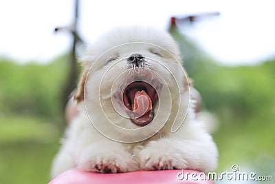 Front view closeup image of cute yawning puppy Stock Photo