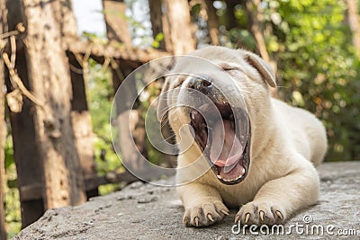 Cute puppy is yawning Stock Photo