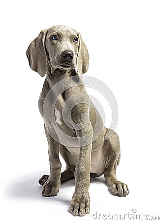 Cute Pure Bred Weimaraner puppy Stock Photo