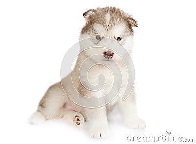 One month old purebred Alaskan Malamute puppy isolated on a white background Stock Photo