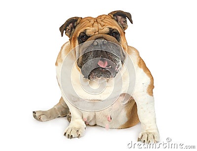 Cute purebred English Bulldog isolated on white background Stock Photo