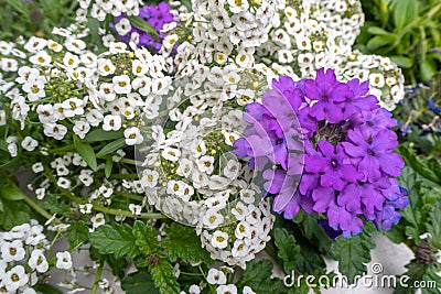 Cute purple and white flowers for background Stock Photo