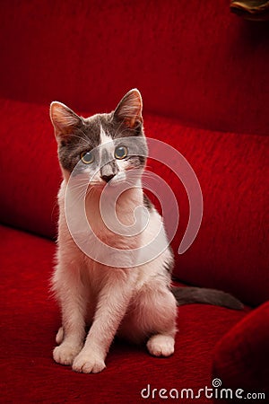 Cute cat Stock Photo