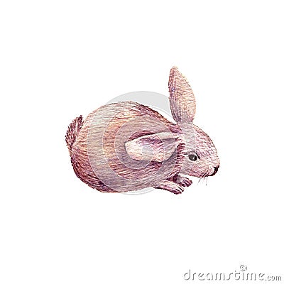 Cute rabbit drawing in watercolor Cartoon Illustration