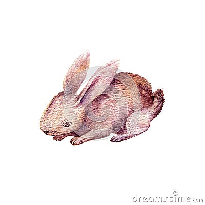 Cute rabbit drawing in watercolor Cartoon Illustration