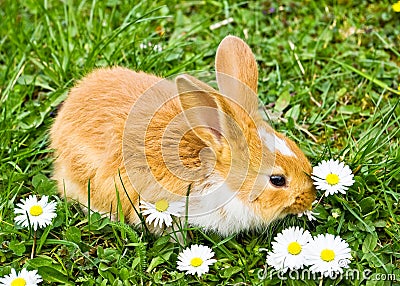 Cute rabbit eating Stock Photo