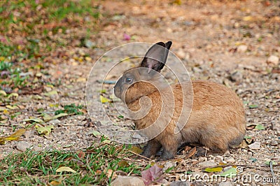 Cute rabbit finding for grass to eat Stock Photo