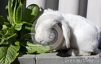 Cute Rabbit in Garden Stock Photo