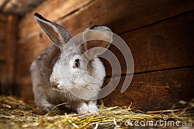 Cute rabbit popping out of a hutch Stock Photo