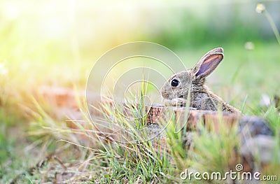 Cute rabbit sitting on brick wall and green field spring meadow / Easter bunny Stock Photo