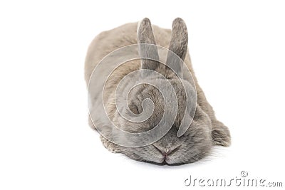 Cute rabbit with splayed ears gray sleeping isolated on white background Stock Photo