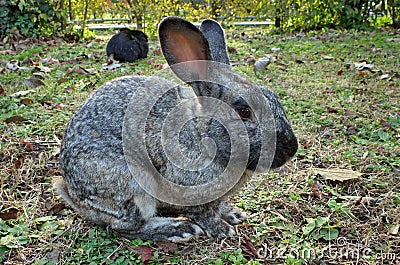 Wild animal. Cute gray rabbit in the garden Stock Photo