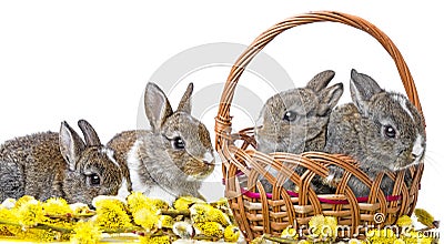 Cute rabbits - spring animals Stock Photo