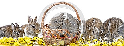 Cute rabbits - spring animals Stock Photo