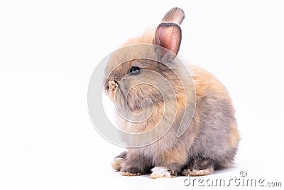 cute rabbits on white Isolated background Stock Photo