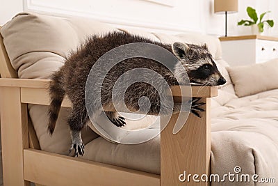 Cute raccoon lying on armrest of sofa Stock Photo