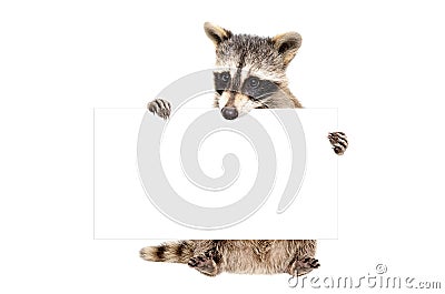 Cute raccoon sitting with banner Stock Photo