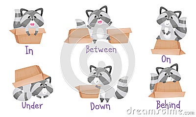 Cute Raccoon with Striped Tail and Carton Box as Prepositions of Place Demonstration Vector Set Vector Illustration