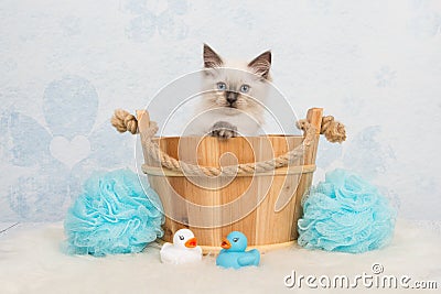 Cute rag doll kitten cat in a wooden basket Stock Photo