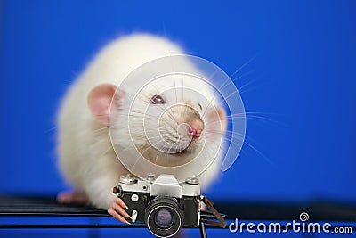 cute rat photographer holding an old camera Stock Photo