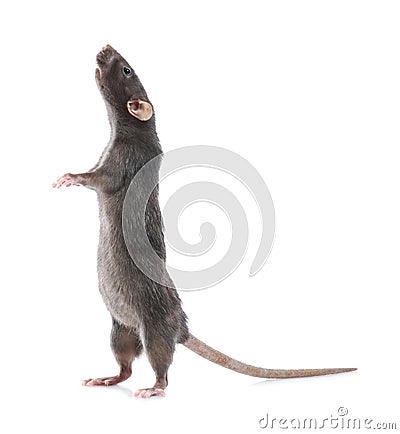 Cute rat on background. Small rodent Stock Photo