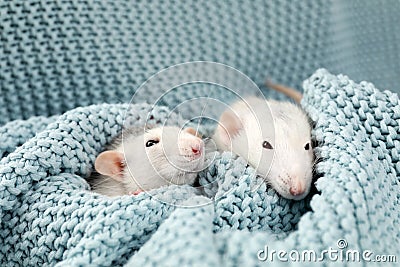 Cute rats and soft knitted blanket Stock Photo