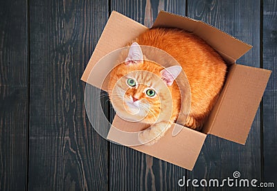 Cute red cat in a cardboard box. Stock Photo
