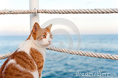 Cute red cat looking torward the sea sitting on pier Stock Photo