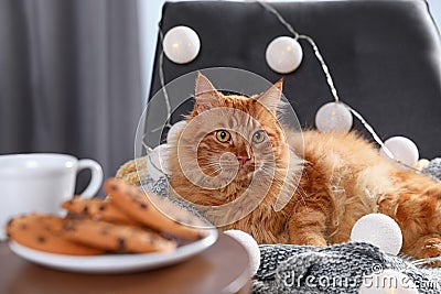 Cute red cat on chair with fairy lights near cookies at home. Warm and cozy winter Stock Photo