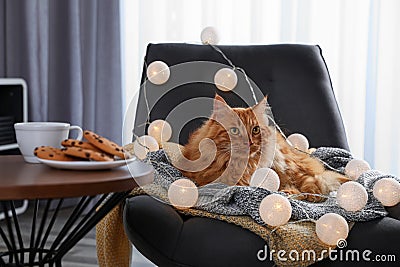 Cute red cat lying on chair with lights near cookies at home. Warm and cozy winter Stock Photo