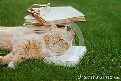 Cute red cat with open book and glasses lying on green lawn Stock Photo
