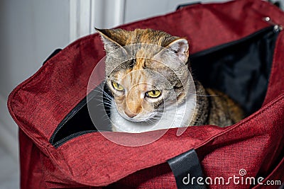 cute red cat sitting a in red bag in a pet carrier in the room. Kitty jumped into box. Stock Photo