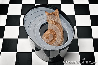 Cute red cat sitting in a top-entry litter box. High angle view. Stock Photo