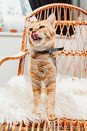 cute red cat standing on rocking chair Stock Photo