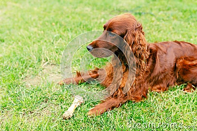 Cute red dog with a bone. Closeup portrait of a purebred irish red setter gundog Stock Photo