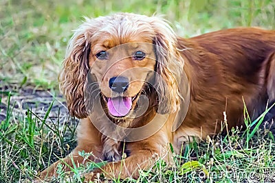 Cute red dog english cocker spaniel lying on the green grass at sunner day Stock Photo