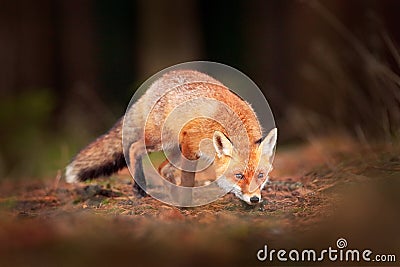 Cute Red Fox, Vulpes vulpes in fall forest. Beautiful animal in the nature habitat. Wildlife scene from the wild nature. Fox Stock Photo