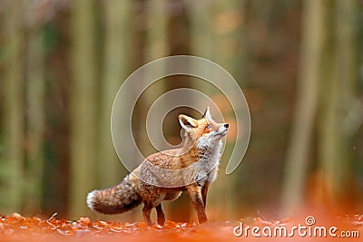 Cute Red Fox, Vulpes vulpes, fall forest. Beautiful animal in the nature habitat. Orange fox, detail portrait, Czech. Wildlife sce Stock Photo