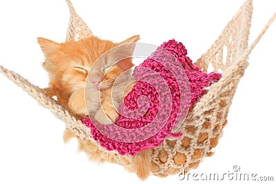 Cute red haired kitten sleeping in hammock Stock Photo