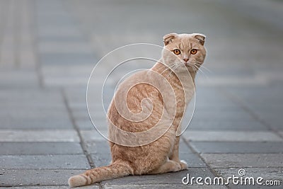 Red homeless cat sitting on the sidewalk. Stock Photo