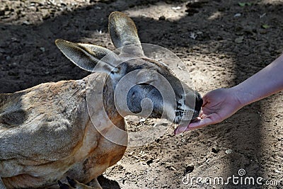 Cute red kangaroo while food feeding Stock Photo