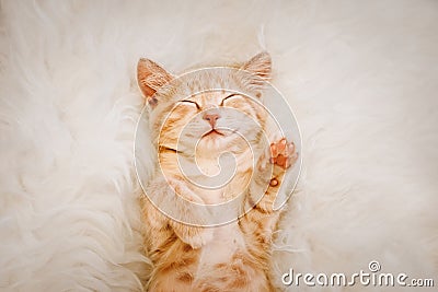 Cute, red kitten is sleeping on his back and smiling, paws up. Concept of sleep and good morning. Stock Photo