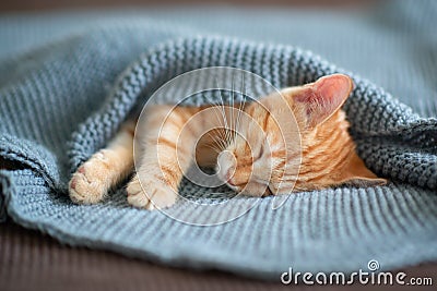 Cute red kitten sleeps on the back on sofa covered with a gray knitted blanket. Adorable little pet Stock Photo