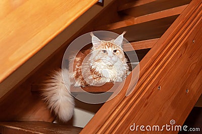 Cute red Maine Coon cat lies on steps of wooden stairs in country house. Concept rare pets, breeding, nurseries, clubs. Side view Stock Photo