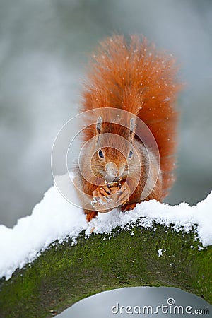 Cute red orange squirrel eats a nut in winter scene with snow Stock Photo