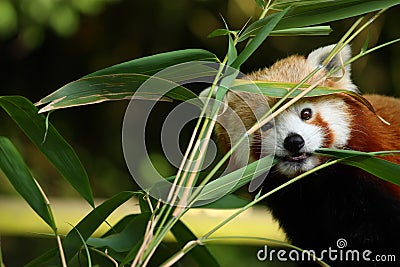 Cute red panda Stock Photo